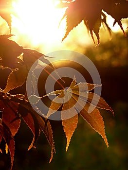 Autumn Sunset Maple Leaves