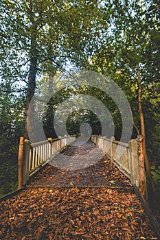 Autumn sunset in Rozentuin Park on the outskirts of Kortrijk. A white painted wooden bridge in the jungle. Flanders Belgium