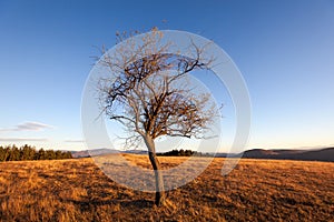 Autumn Sunset with a Solitary Tree