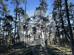 Autumn sunshine through the forest at the Holterberg