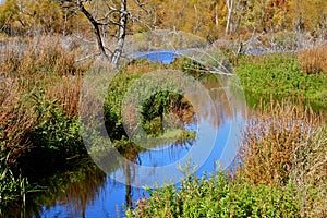 Autumn in the Swamp