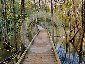 autumn swamp boardwalk