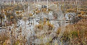 Autumn swamp in the forest