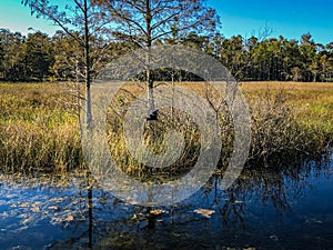 autumn swamp landscape