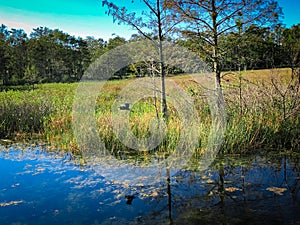 autumn swamp landscape