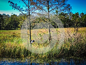 autumn swamp landscape