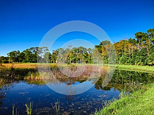 autumn swamp landscape