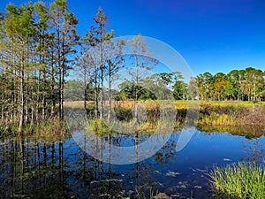 autumn swamp landscape