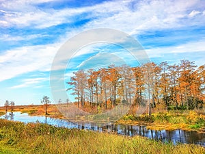 autumn swamp landscape