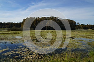 autumn swamp landscape in Louisiana