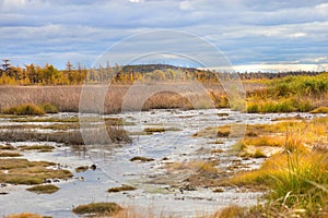 The autumn swamp near Dagi hot spring in the north Sakhalin island, Russia