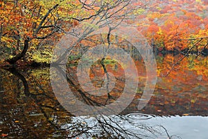 Autumn swamp scenery with beautiful foliage reflected on smooth water.