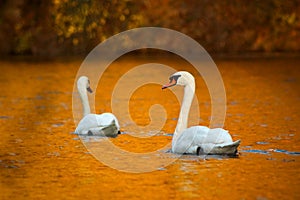 Autumn swans at the river