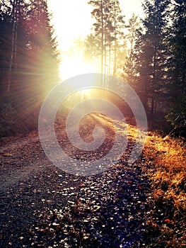 Autumn in Swedish woodlands photo