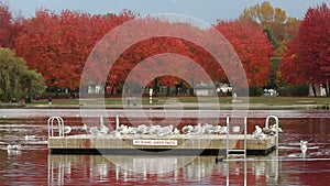 Autumn Swim Float, Trout Lake, Vancouver