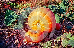 Autumn in the Swiss fields and countryside with analogue photography - 1