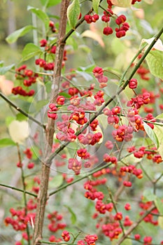 Autumn symbol European spindle, Euonymus europaeus deep red fruit on shrub in forrest