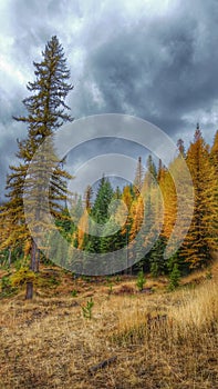 Autumn Tamaracks With Stormy Sky