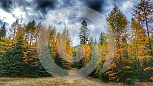 Autumn Tamaracks With Stormy Sky