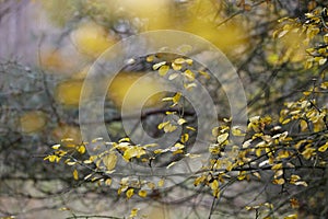 Autumn tangle of leaves Poland
