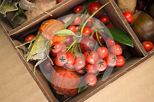 autumn taste, rose hips, chestnuts and red berries