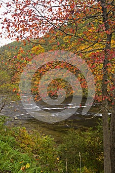 Autumn, Tellico River, Cherokee NF