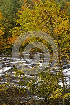 Autumn, Tellico River, Cherokee NF