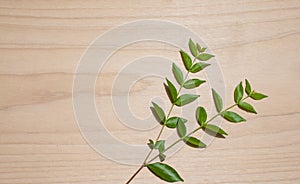 Autumn template with fresh leaves on wood background texture. vintage wooden board background . photo