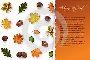 Autumn template with leaves and nuts. Vector