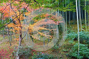 Autumn in Tenryuji Gardens, Arashiyama
