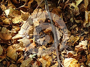 Autumn texture. Fallen leaves on the asphalt.