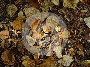 Autumn texture. Fallen leaves on the asphalt.