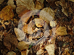 Autumn texture. Fallen leaves on the asphalt.