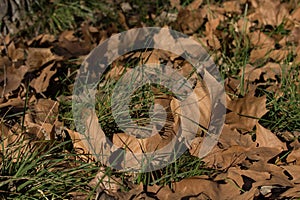 Autumn textures in the undergrowth photo