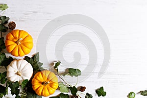 Autumn thanksgiving background with fancy pumpkins and green leaves