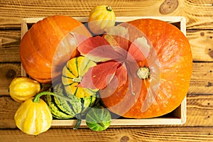 Autumn thanksgiving composition with assorted pumpkins in a box on wooden table