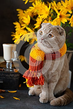 Autumn Thanksgiving composition. Cute cat in knitted scarf, pumpkins, autumn leaves, hot latte mug and open book. Autumn mood,