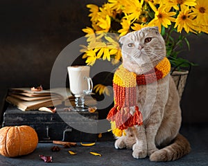 Autumn Thanksgiving composition. Cute cat in knitted scarf, pumpkins, autumn leaves, hot latte mug and open book. Autumn mood,