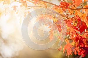 Autumn Thanksgiving Leaves Background