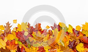 Autumn Thanksgiving leaves on a white background