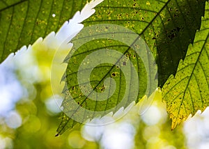 Autumn theme abstract sky and green leaf