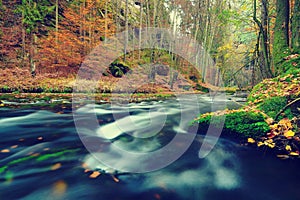 Autumn theme. The mountain river with colorful leaves