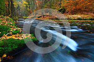 Autumn theme. The mountain river with colorful leaves