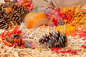 Autumn theme with pine cone