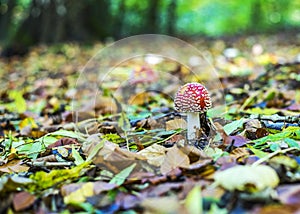 Autumn theme with red mushrooms and leafy forest