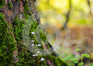 Autumn theme with tree mushrooms and moss