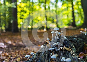 Autumn theme with tree mushrooms and sunny forest