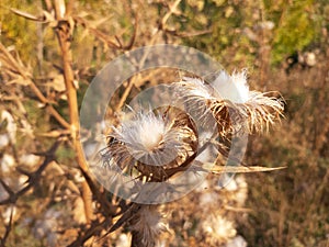 Autumn thorny plant