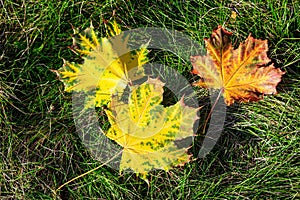 Autumn. Three bright fallen maple leaves lie on the green grass. Natural autumn background