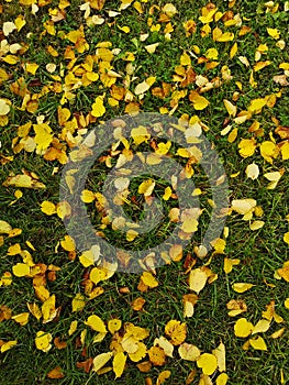 Autumn tilia leaves on the lawn